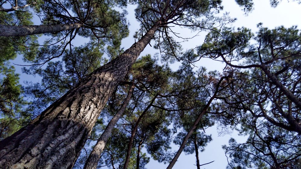 Реликтовые сосны