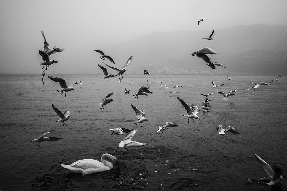 Chattering birds
