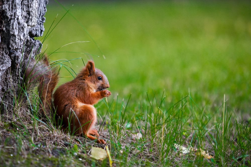 А орешки не простые...