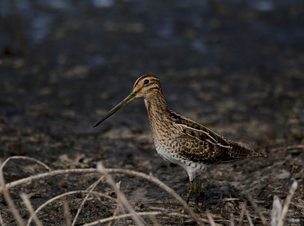 Вечерний бекас