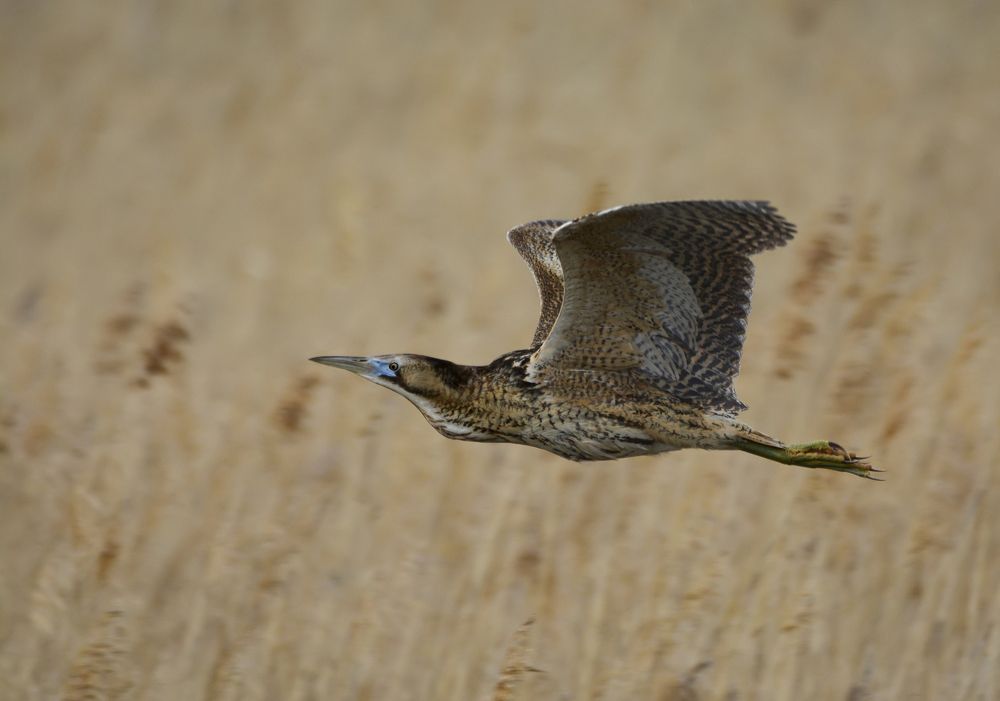 Большая выпь