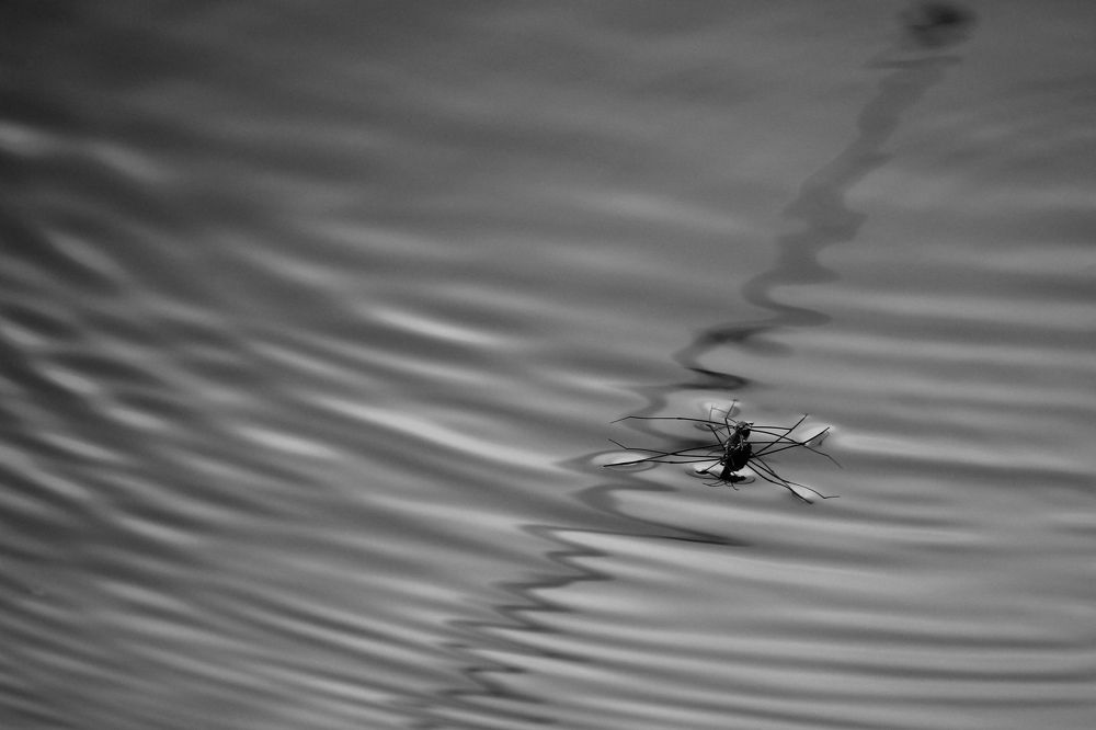 Танцы на воде