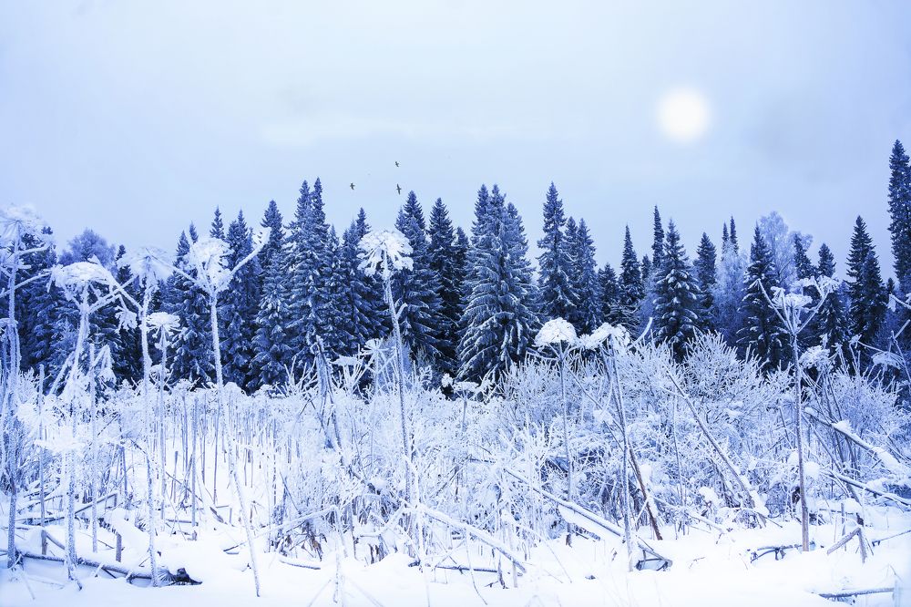 морозный день