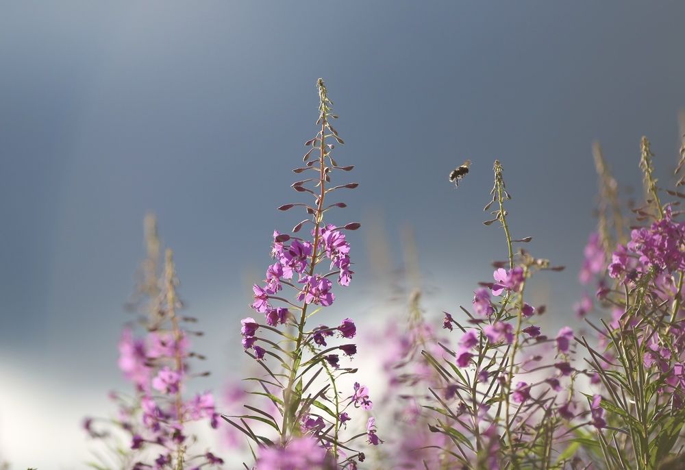 Иван-чай цветет