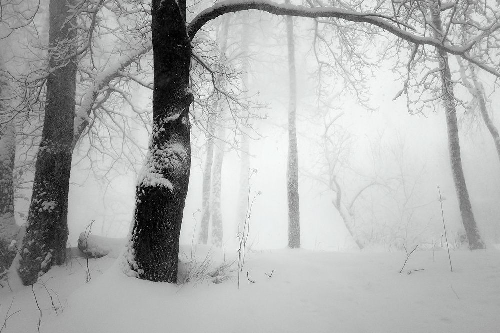 Таинственный лес