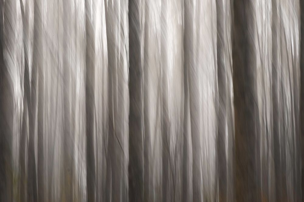 Лес в пелене.