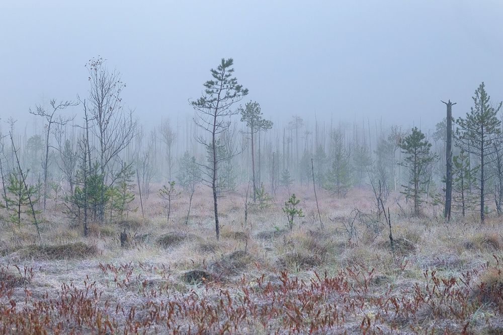 Болото туманное.