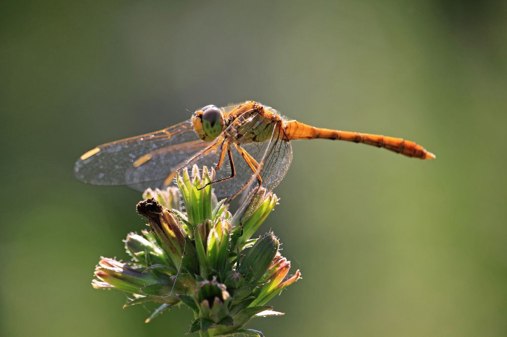 Стрекоза в позолоте