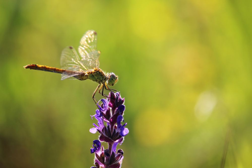 Ловец света