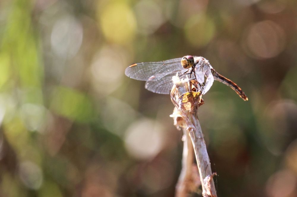 В лучах славы