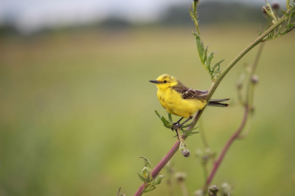 Трясогузка