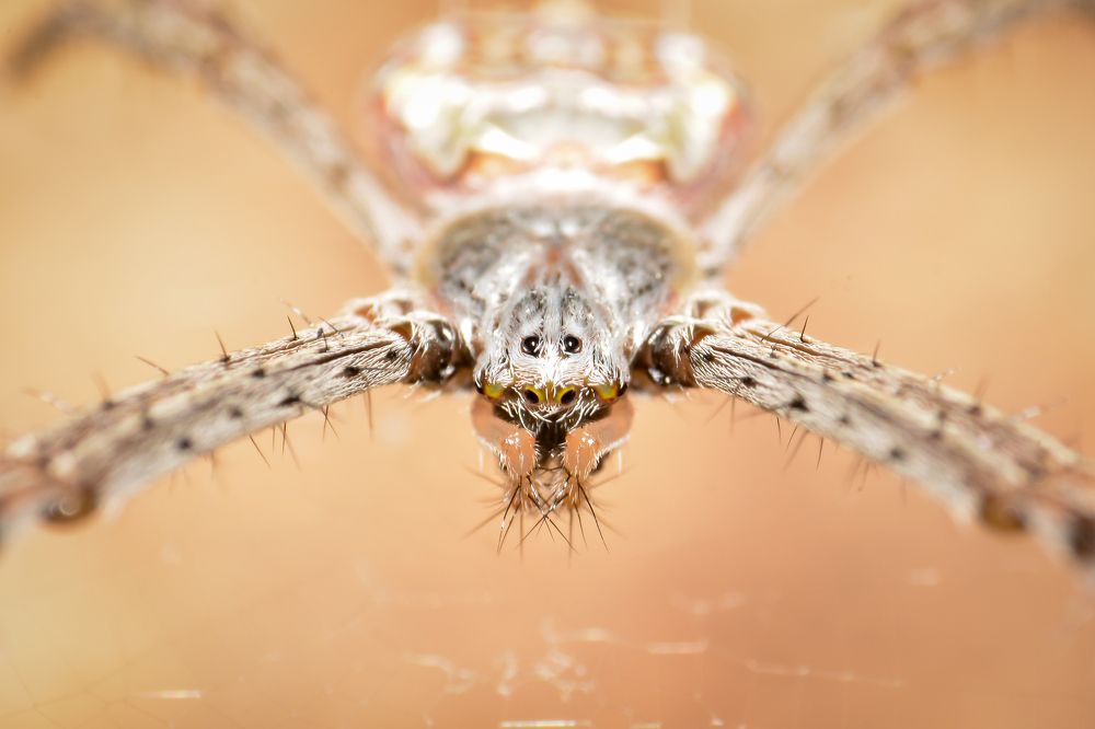 Signature spider macro