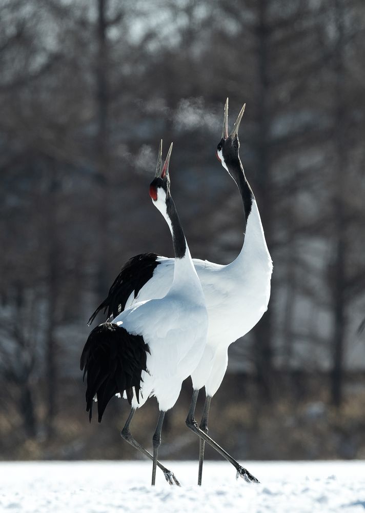 Свадебныке песни.