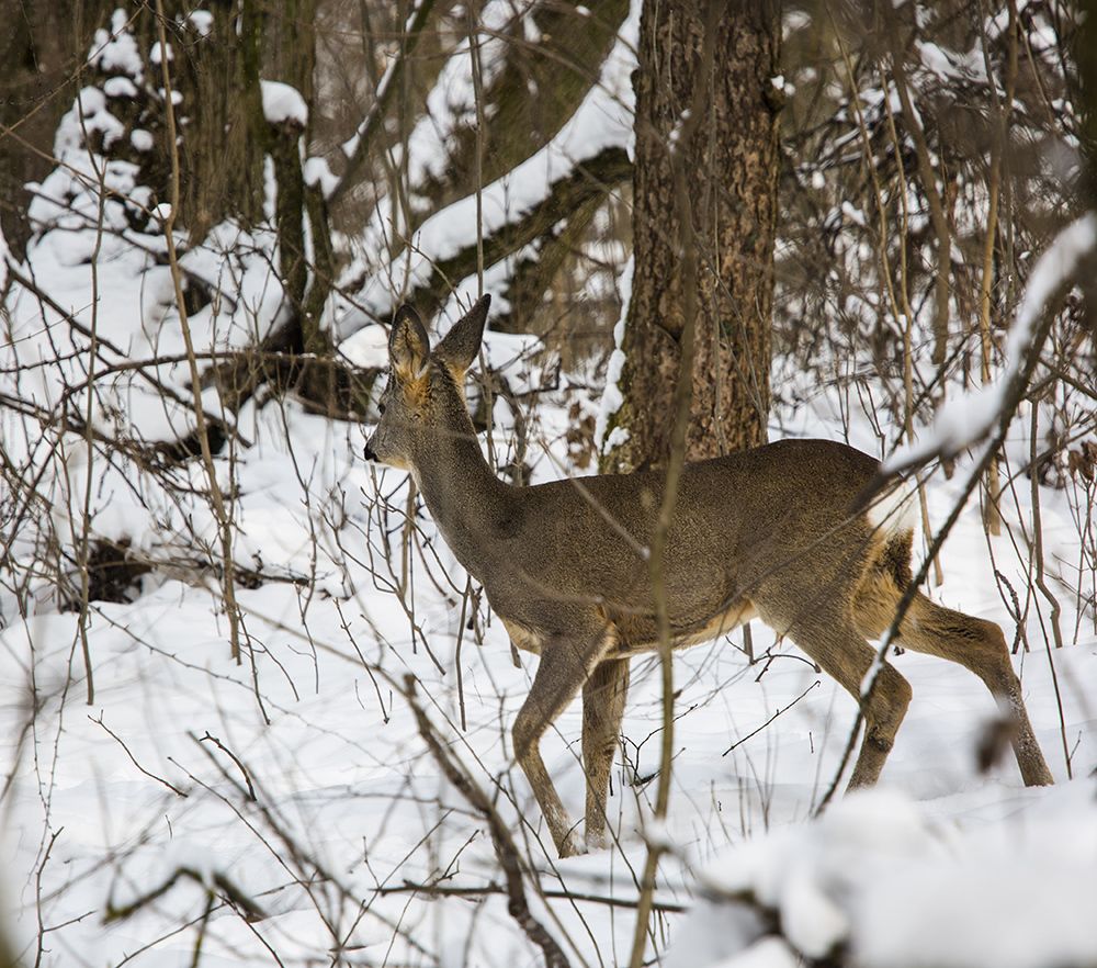 Photograph by Ana Pana