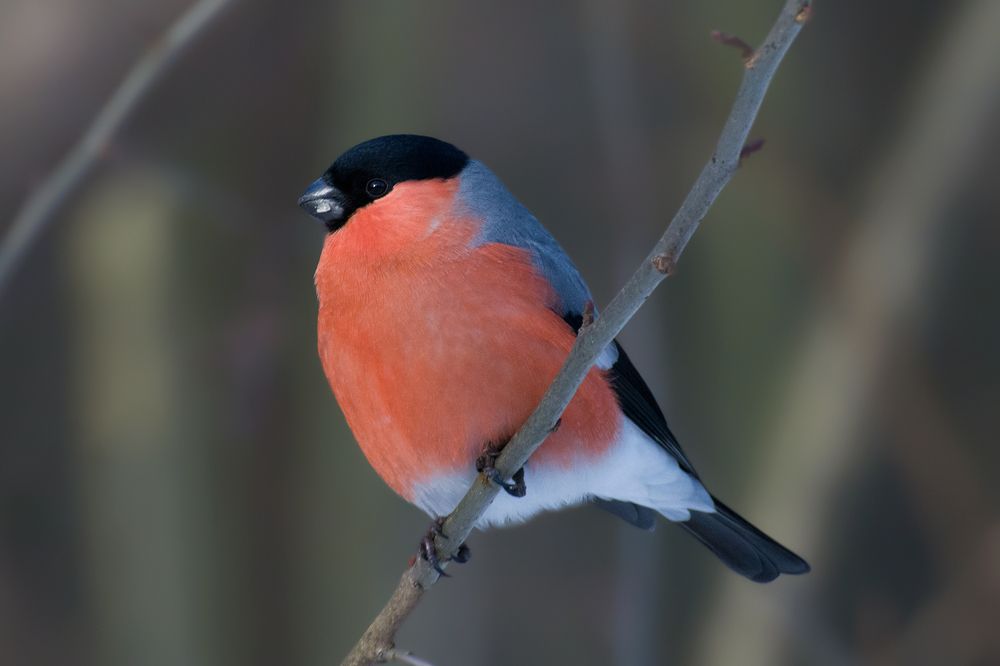 Портрет снегиря