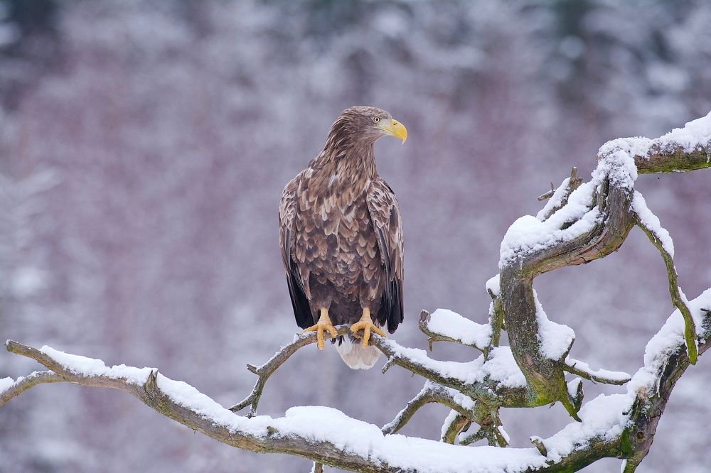 Зимние посиделки.