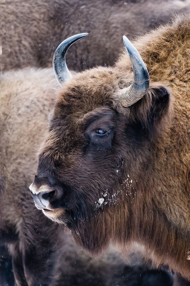 Портрет зубра