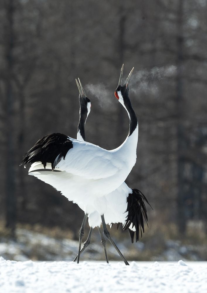 Японские журавли