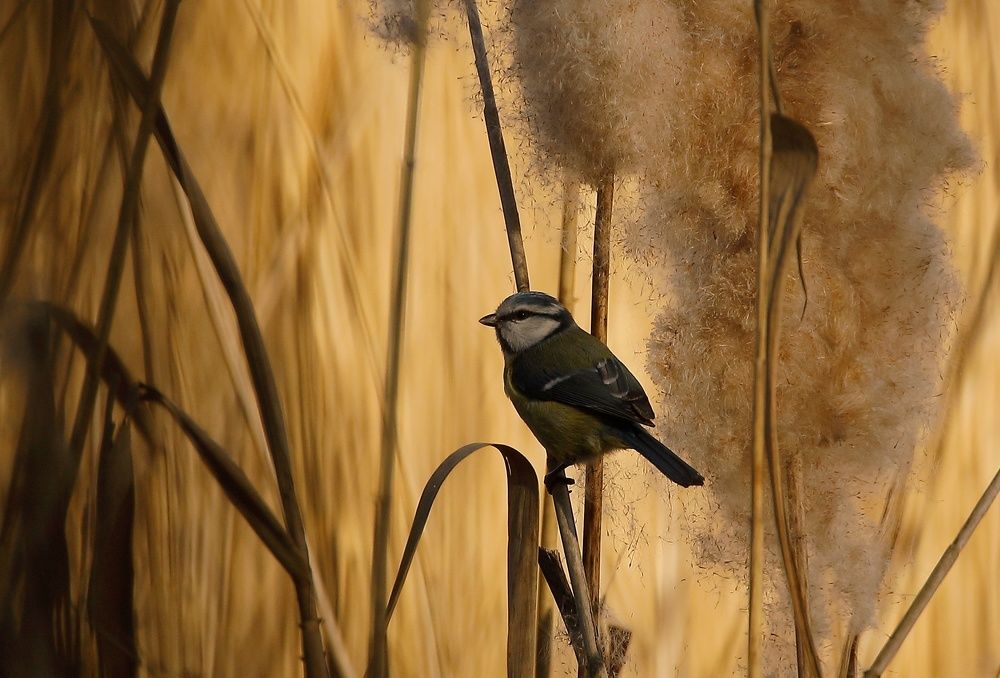 Blue Tit