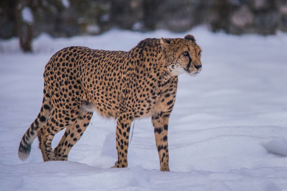 Ну и как по снегу бегать....