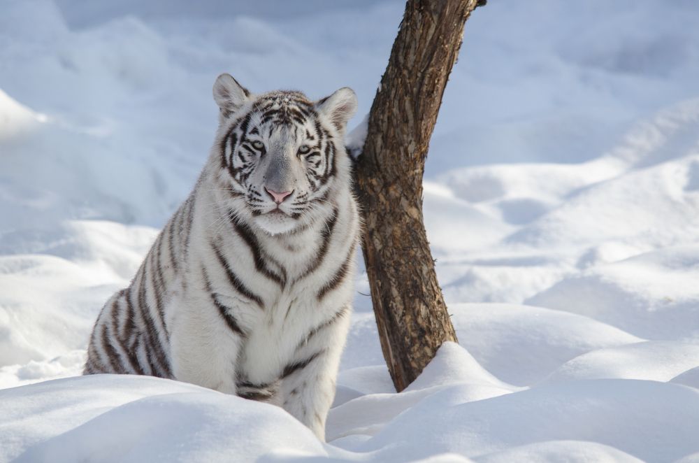 Бенгальский тигр