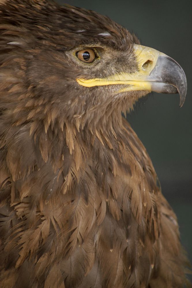Easter imperial eagle