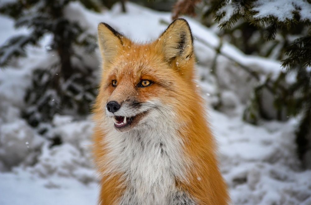 Лиса улыбается