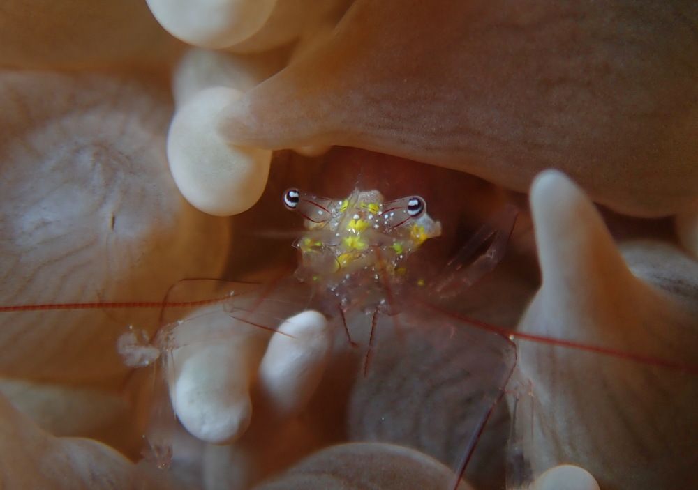 Glass Shrimp
