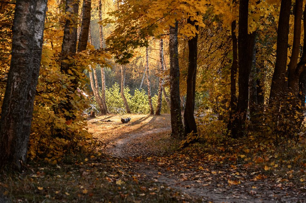 "Картина прозрачной осени"