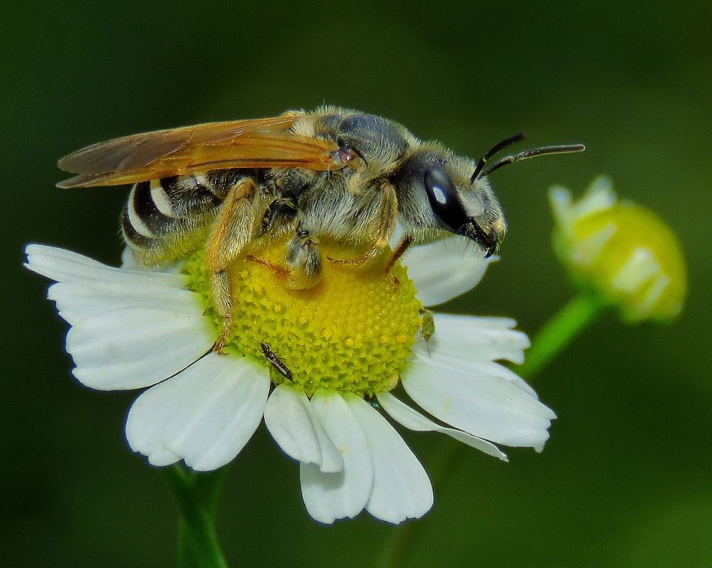 Bee