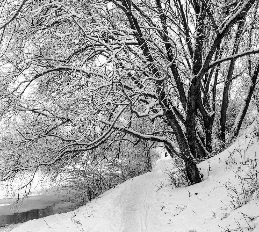 Щупальца зимы.