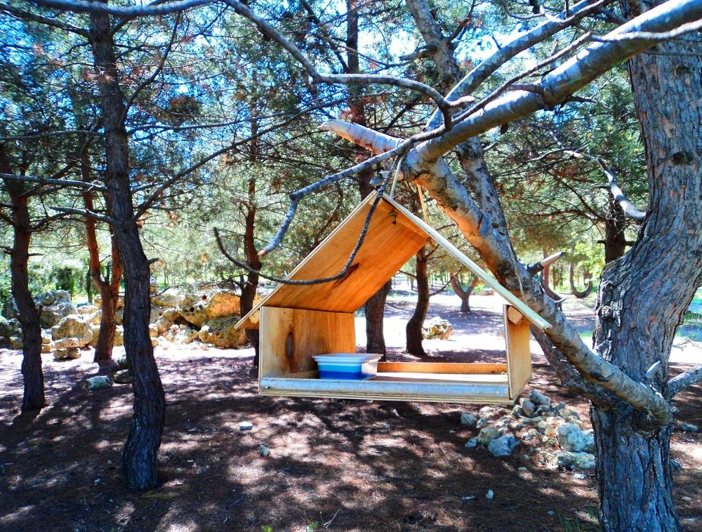 Птичья столовка