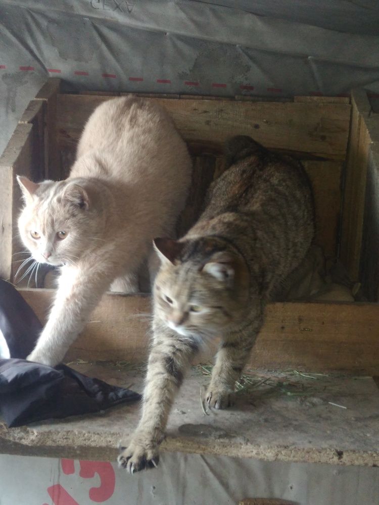 Кошки.