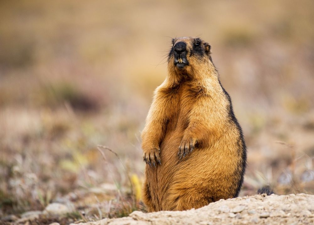 Golden Marmot