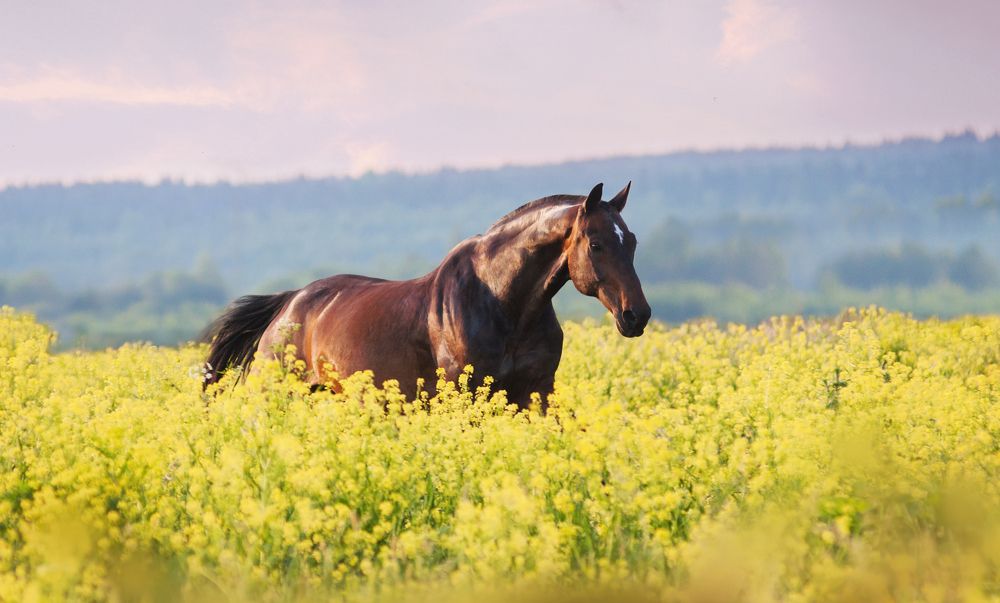 Свободный конь в цветочном поле
