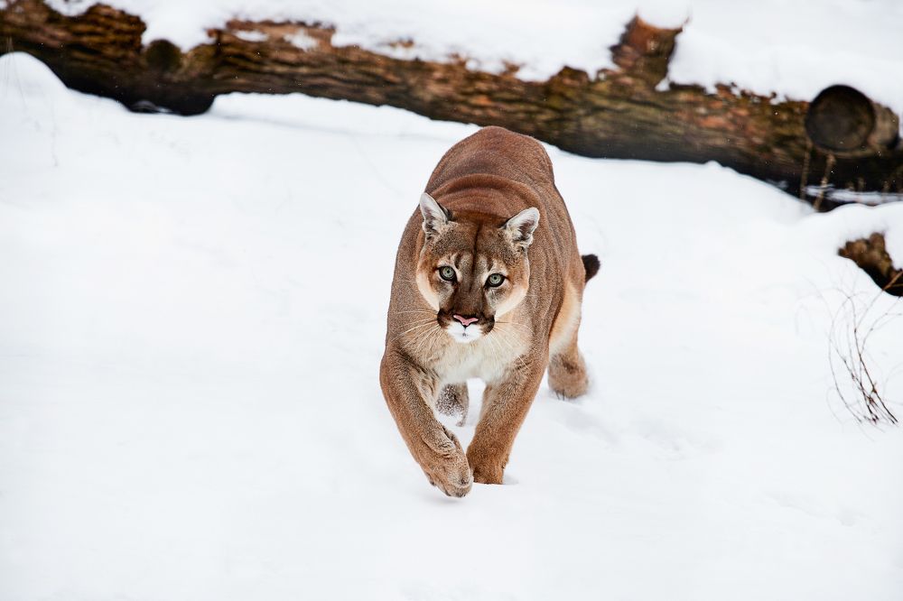 Winter Puma