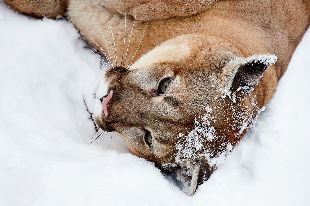 Портрет прекрасной пумы