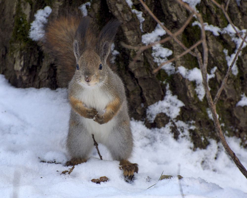 А мы тут орешками балуемся!