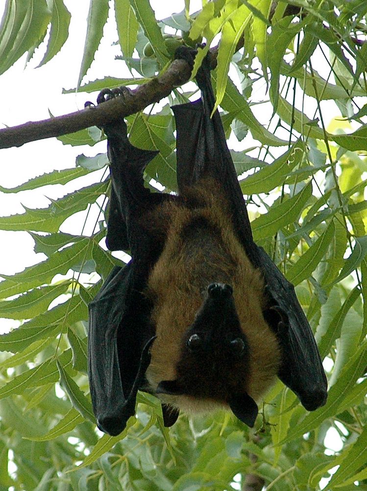 Indian fruit bat