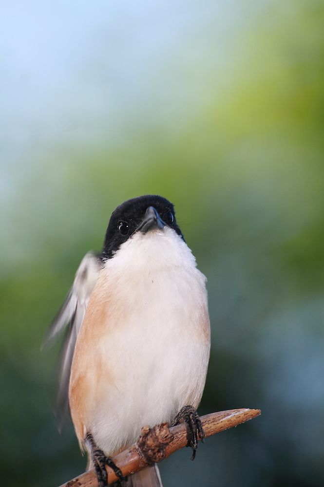 Long - tailed shrike