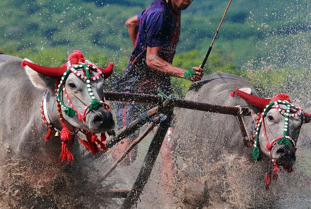 Still be ready to drive the buffaloe on race