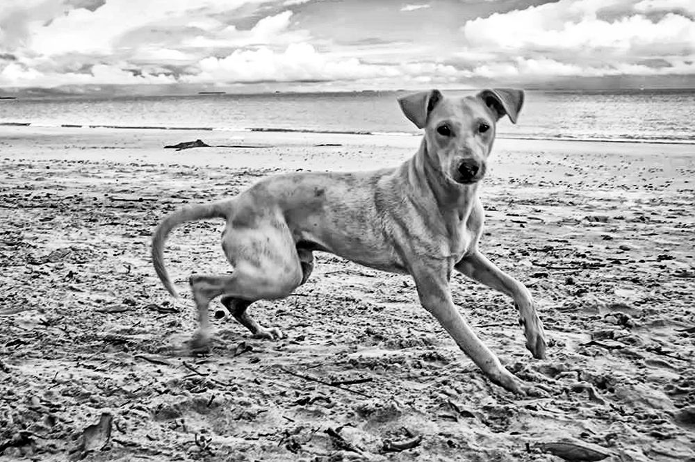 The Dog