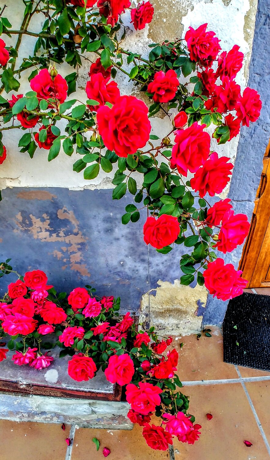 Simply Roses