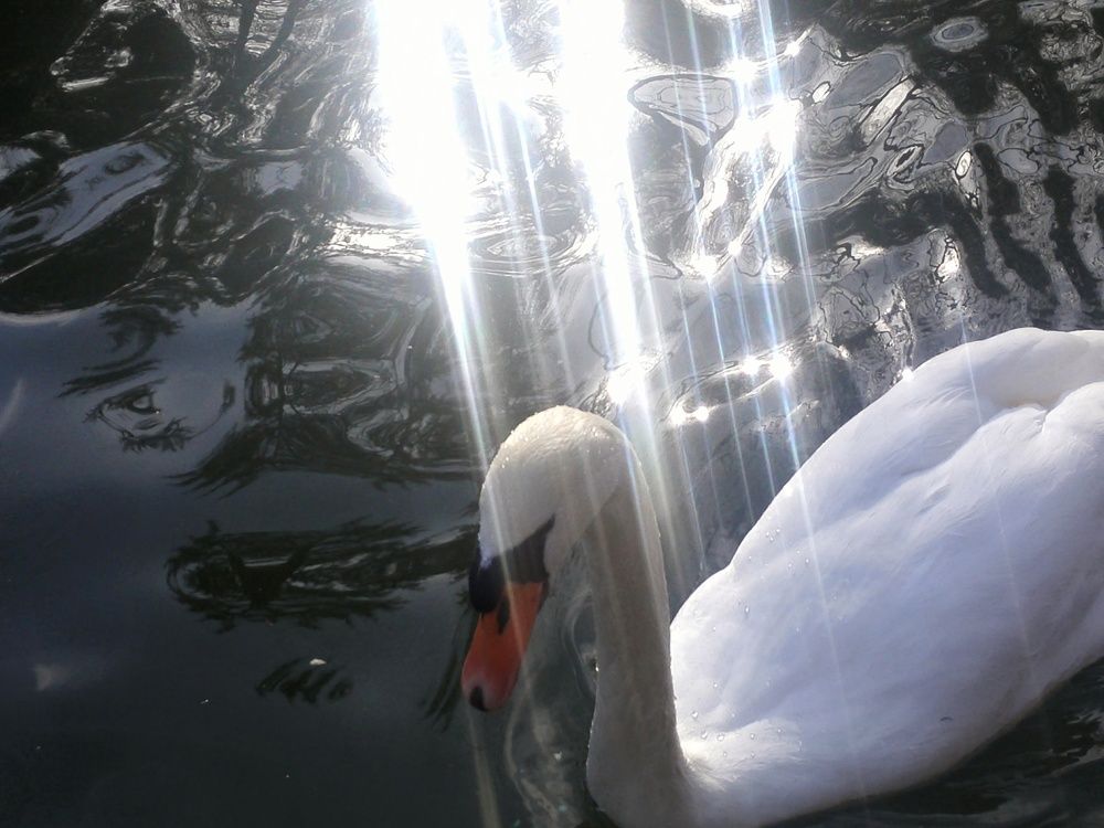 White swan under the light