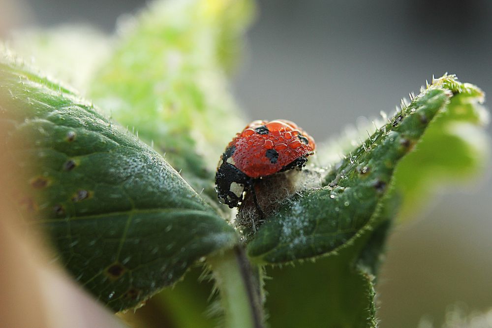 ladybird