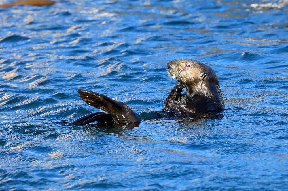 Thinker / Мыслитель