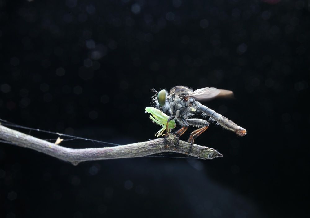 RobberFly Mini with prey