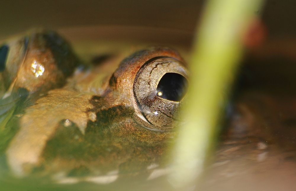 Amphibian Eyed