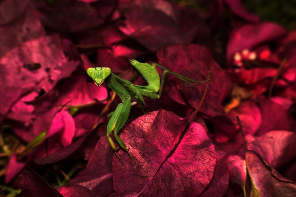 My Eyes is ever on those who love me