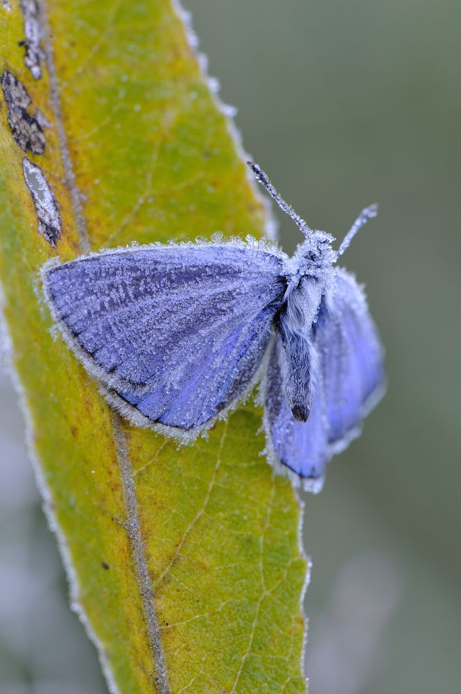 Зимушка,зима.